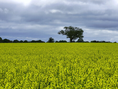 Home. Rapefield Milcombe2